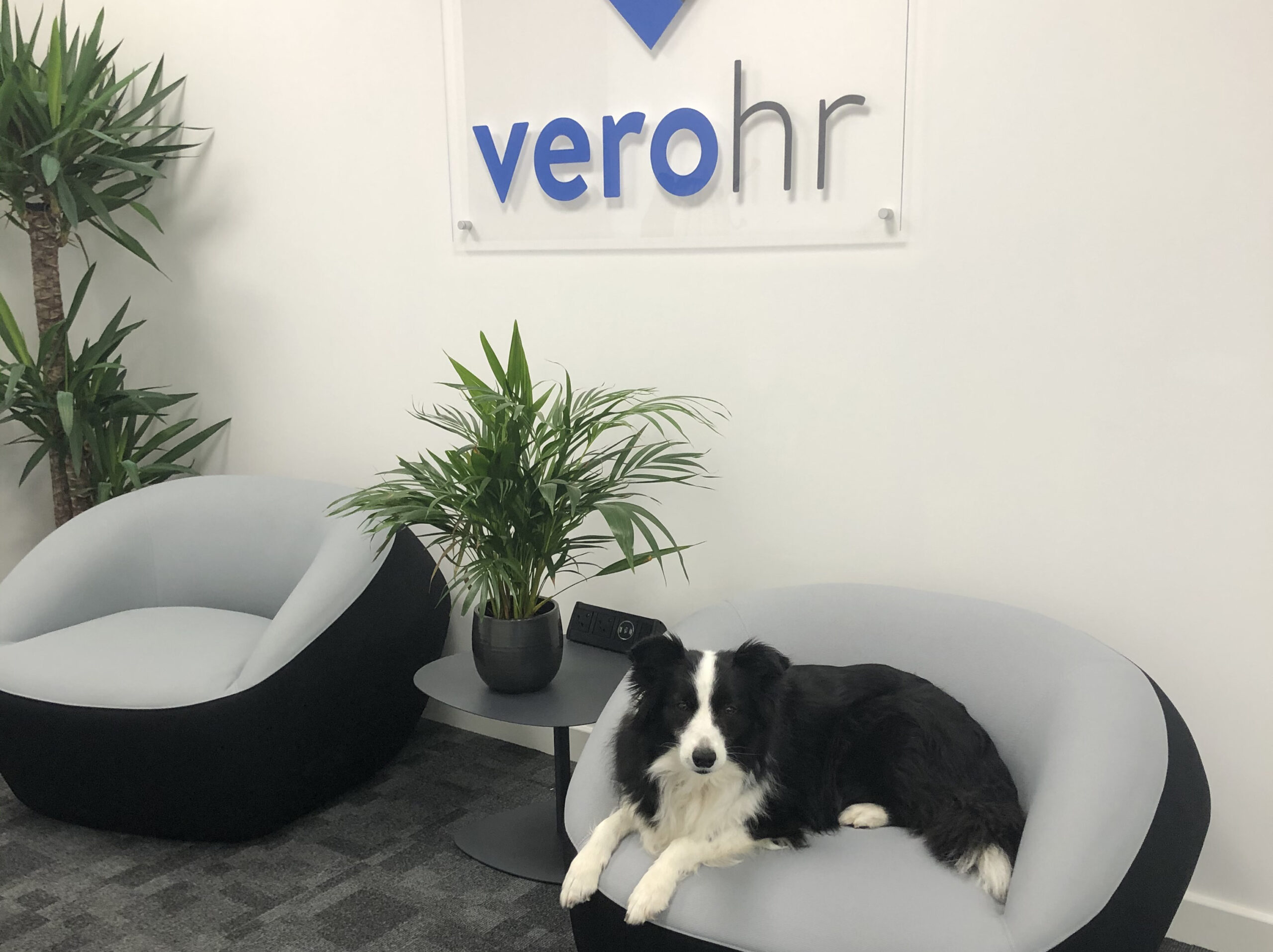 Dog on chair in the Vero office